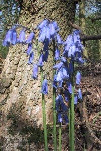 Bluebells