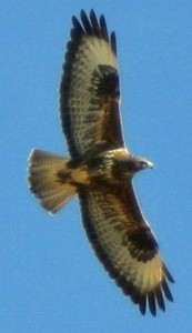 Buzzard