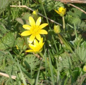 Celandine