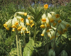 Cowslips