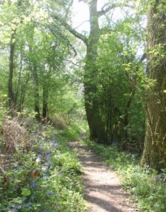 Foothpath through Withycombe Woods