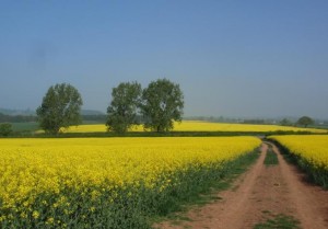 Footpath towards Aston Cantlow