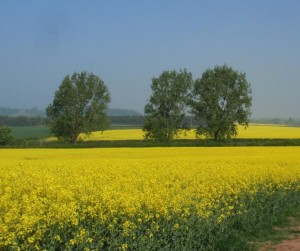 oilseed rape flowers