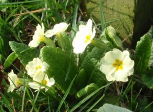 Primroses